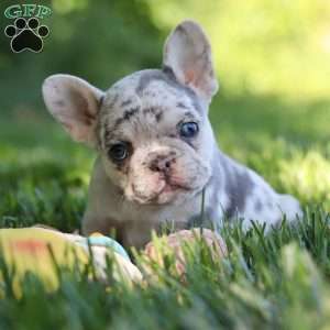 Petunia, French Bulldog Puppy
